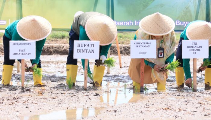 Dukung Ketahanan Pangan, Sekda Bintan Bersama Petani Tanam Padi di Bintan Buyu