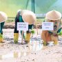Dukung Ketahanan Pangan, Sekda Bintan Bersama Petani Tanam Padi di Bintan Buyu