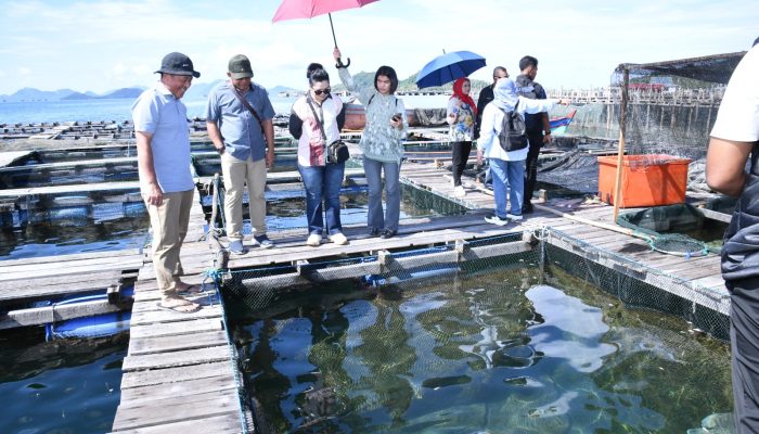 Dukung Budidaya Ikan Laut, Danlanud RSA Tinjau Budidaya Ikan Napoleon dan Kerapu di Sedanau