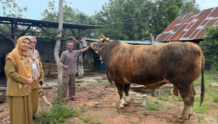 Iduladha 1447 H, Masjid At Taubah Tanjungpinang Terima Sapi Banpres “Si Gumarang” Bobot 1.042 Kg