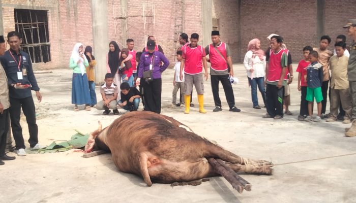 Sapi Banpres Disembelih di Masjid At Taubah, Wako Lis: Wilayah Padat Penduduk dan Hewan Kurban Sedikit 