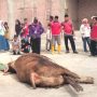 Sapi Banpres Disembelih di Masjid At Taubah, Wako Lis: Wilayah Padat Penduduk dan Hewan Kurban Sedikit 