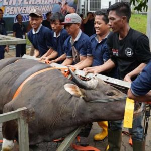 Sembelih 33 Hewan Kurban, BP Batam Distribusikan Daging Kurban Untuk Masyarakat 