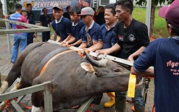 Sembelih 33 Hewan Kurban, BP Batam Distribusikan Daging Kurban Untuk Masyarakat 