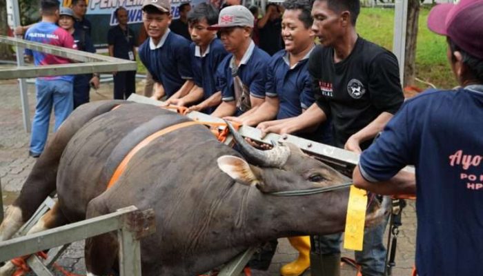 Sembelih 33 Hewan Kurban, BP Batam Distribusikan Daging Kurban Untuk Masyarakat 