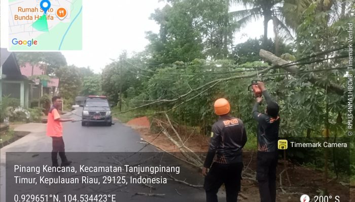 Hujan Disertai Angin Kencang, Pohon Tumbang Timpa Kabel Listrik di Tanjungpinang