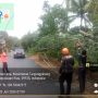 Hujan Disertai Angin Kencang, Pohon Tumbang Timpa Kabel Listrik di Tanjungpinang
