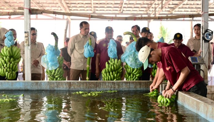 Perkuat Ketahanan Pangan, Kementrans Jajaki Pengembangan Sentra Pisang di Lampung