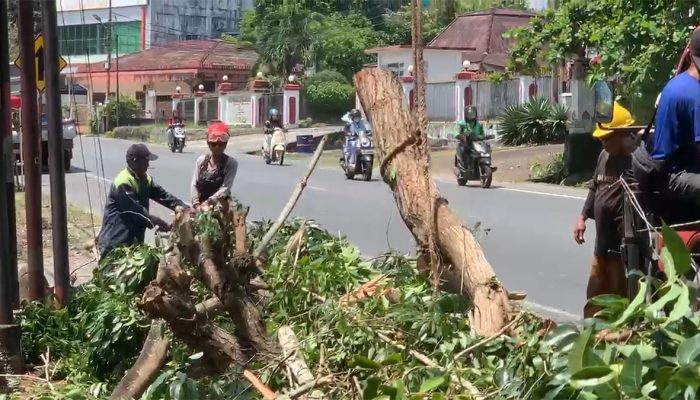 Dua Pengendara Motor Tertimpa Dahan Mahoni Patah di Tanjungpinang