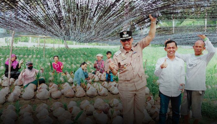 Potensi Unggulan Natuna, Jarmin Sidik Tinjau Pembibitan Kelapa di Desa Cemaga Tengah 