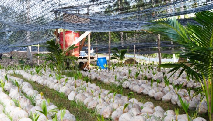 Wagub Nyanyang Tinjau Pengembangan Bibit Kelapa Varietas Unggul di Natuna 