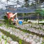 Wagub Nyanyang Tinjau Pengembangan Bibit Kelapa Varietas Unggul di Natuna 