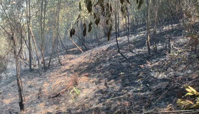 Cuaca Panas dan Minim Hujan, Dua Hektar Lahan Terbakar Di Tanjungpinang