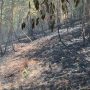 Cuaca Panas dan Minim Hujan, Dua Hektar Lahan Terbakar Di Tanjungpinang