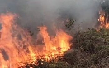 Cuaca Panas, Damkar Tanjungpinang Berjibaku Padamkan Karhutla Tiga Lokasi Sehari