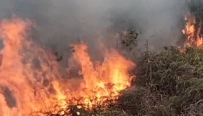 Cuaca Panas, Damkar Tanjungpinang Berjibaku Padamkan Karhutla Tiga Lokasi Sehari