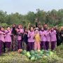 Kogabwilhan I Panen Semangka 15 Ton, Dipasarkan ke Tanjungpinang-Batam
