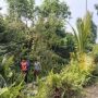 Kecamatan Bunguran Timur Bersama BPBD Natuna Tebang  Pohon Rawan Tumbang