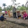 Dukung Swasembada Pangan, Polsek Tanjungpinang Kota Tanam Jagung Kuartal IV Di Senggarang